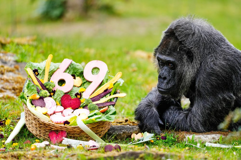 Berlin Zoo’s Fatou Marks 69th Birthday as World’s Oldest Captive Gorilla
