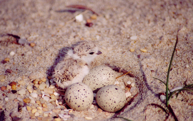 Delaware Seeks Volunteers to Monitor Nesting Birds at Cape Henlopen
