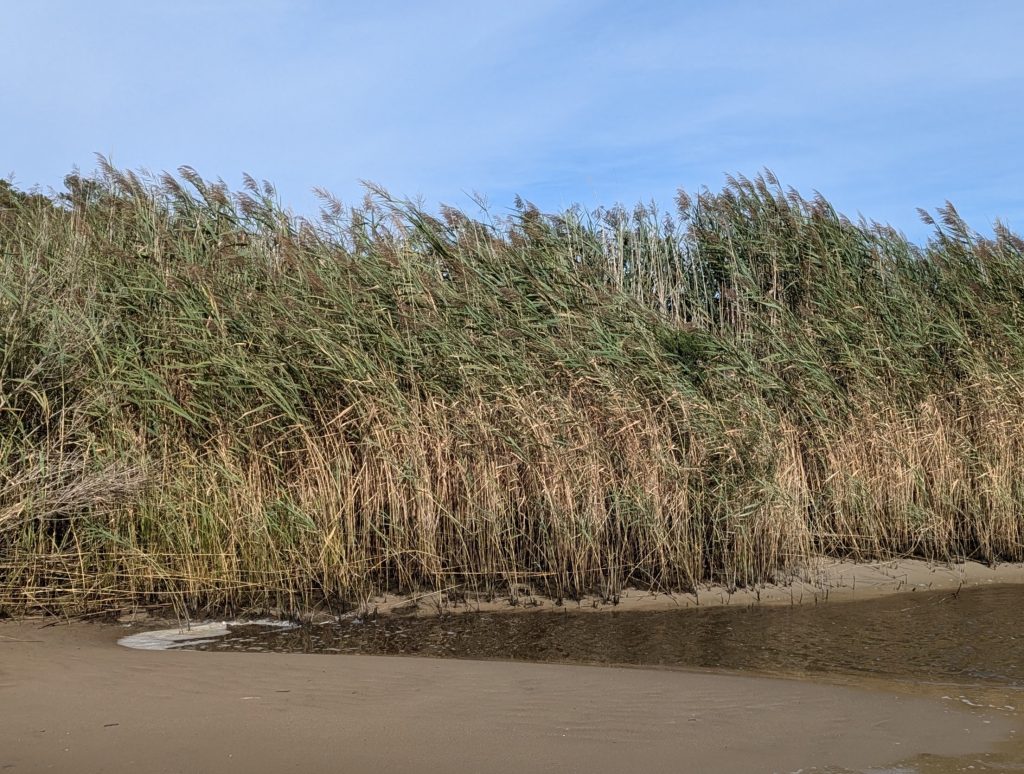 Maryland Scientists Say Invasive Phragmites Grass May Not Be All Bad