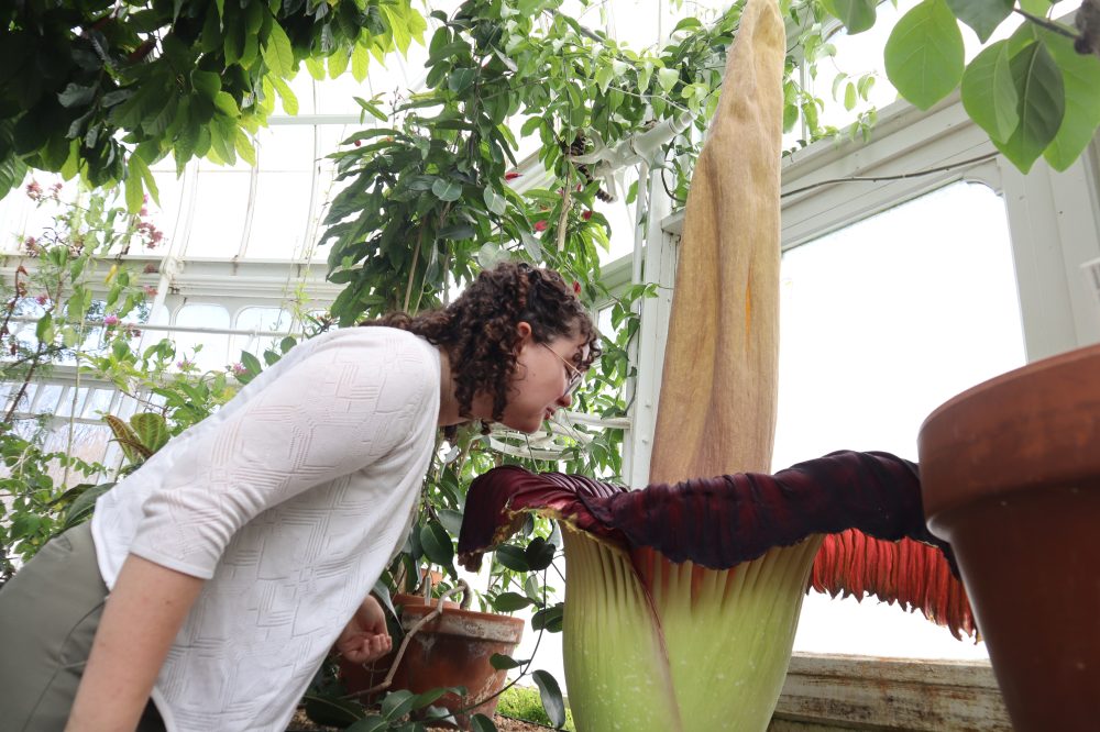 Massachusetts College’s ‘Corpse Flower’ Attracts Crowds Despite Putrid Smell