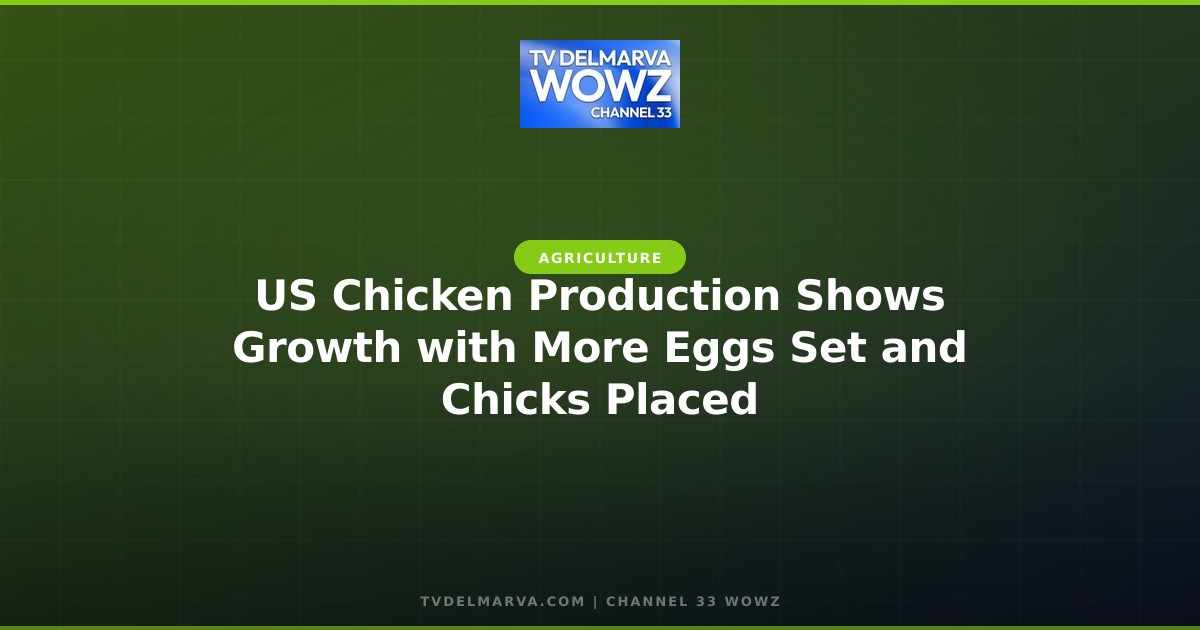 US Chicken Production Shows Growth with More Eggs Set and Chicks Placed