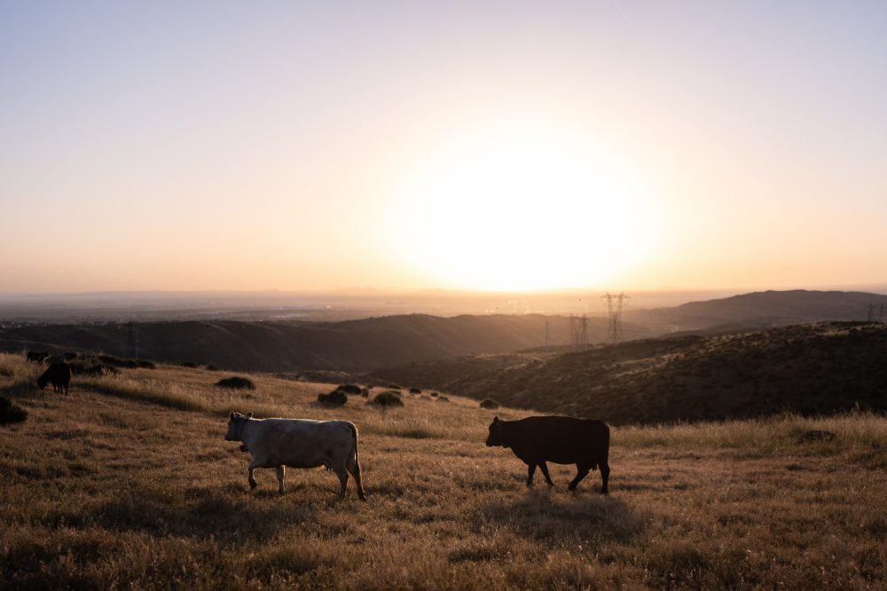 Why Beef Prices Stay High Despite Record Costs for American Families
