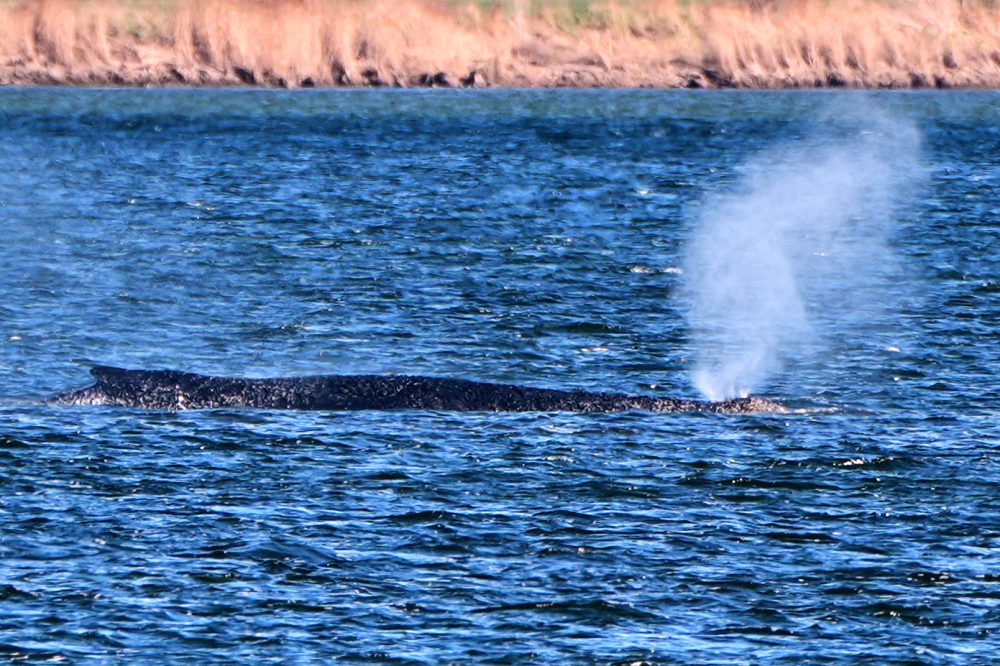 German Wildlife Teams Launch Complex Rescue for Beached Humpback Whale