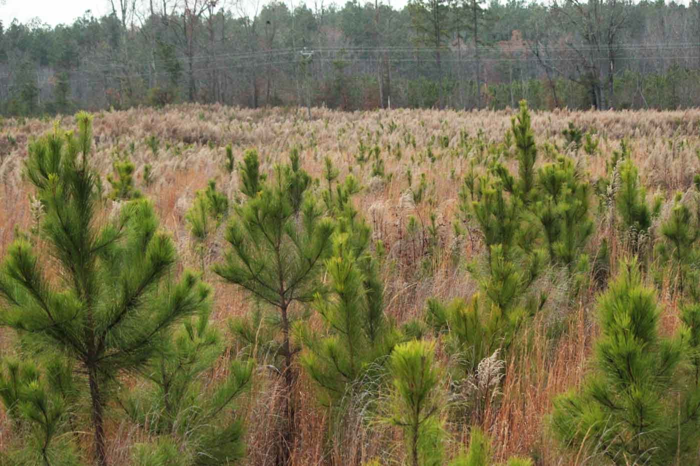 Virginia Celebrates Arbor Day, Emphasizes Community Tree Benefits