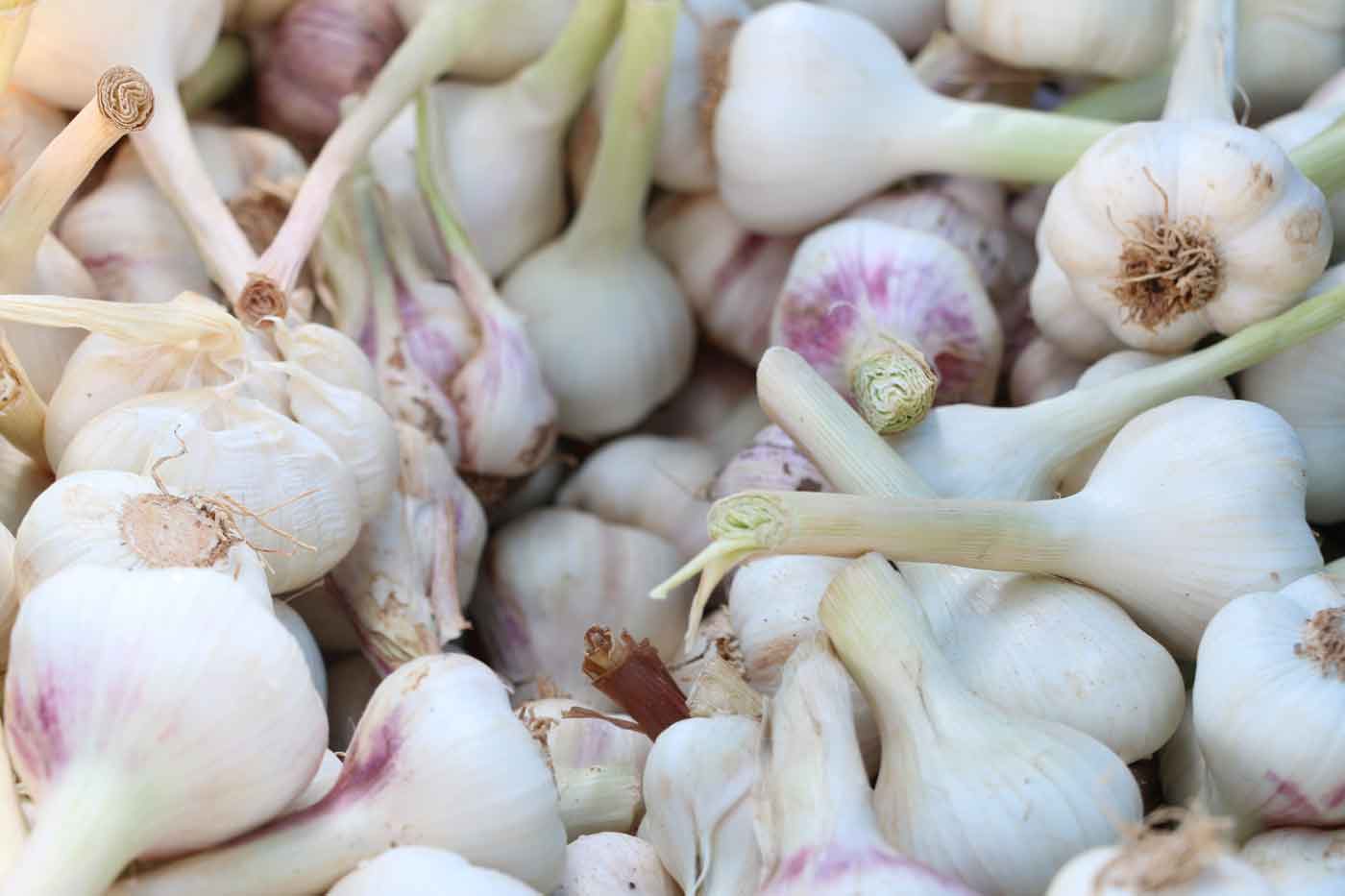 Virginia Garlic Farmers Celebrate National Garlic Month with Local Harvest