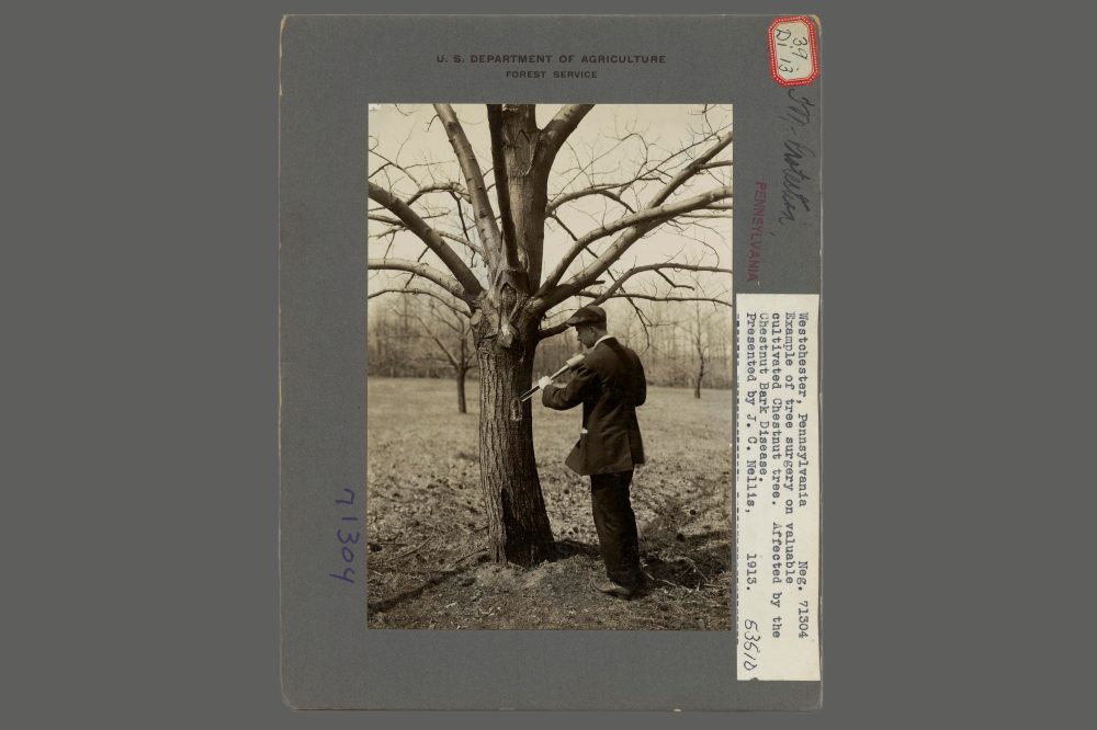 Scientists Work to Restore Mighty American Chestnut Trees Lost to Disease