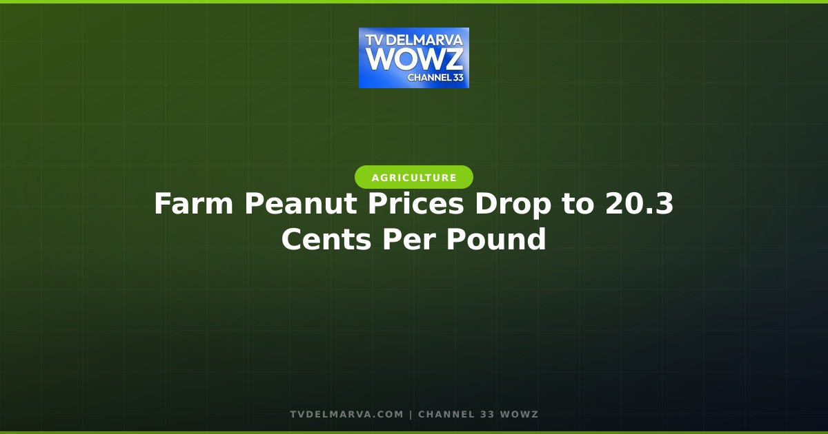 Farm Peanut Prices Drop to 20.3 Cents Per Pound