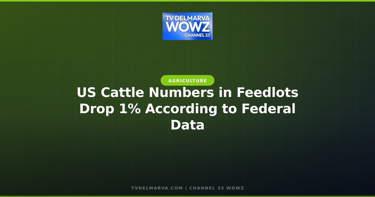 US Cattle Numbers in Feedlots Drop 1% According to Federal Data