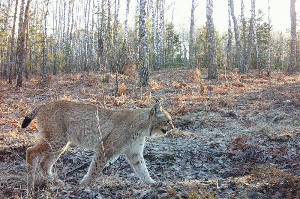 Wildlife Thrives in Chernobyl’s Radioactive Zone Nearly 40 Years After Disaster