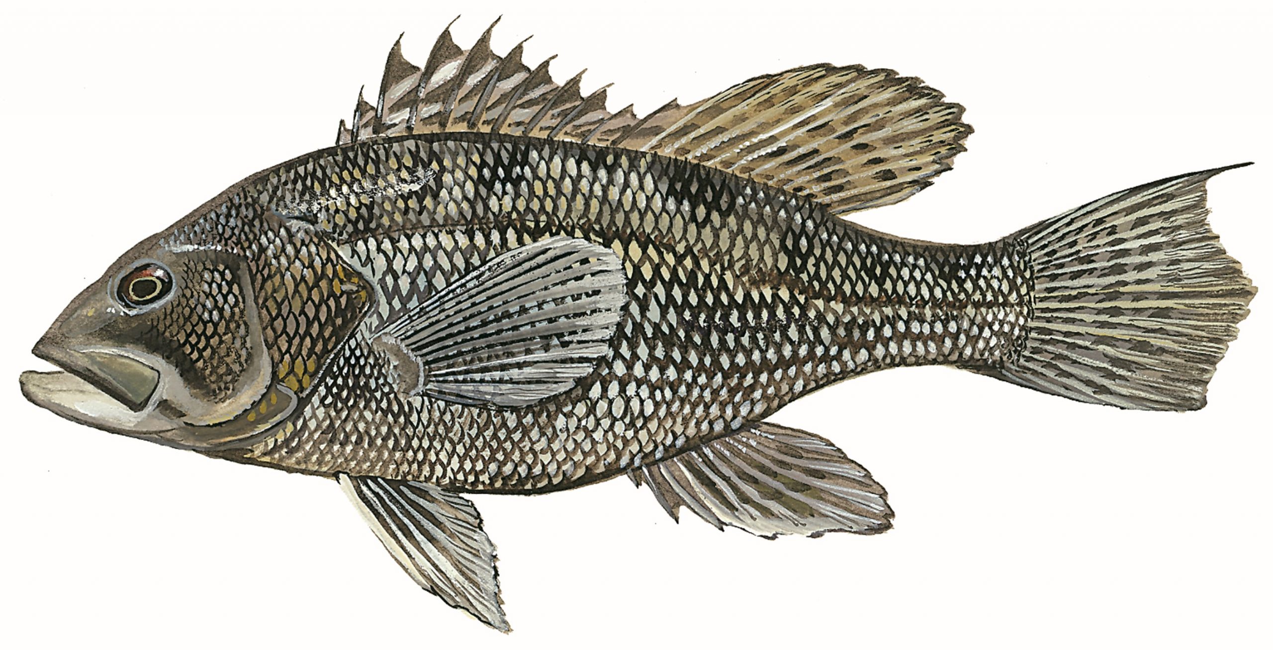 Delaware Updates Black Sea Bass Rules as Fish Population Grows
