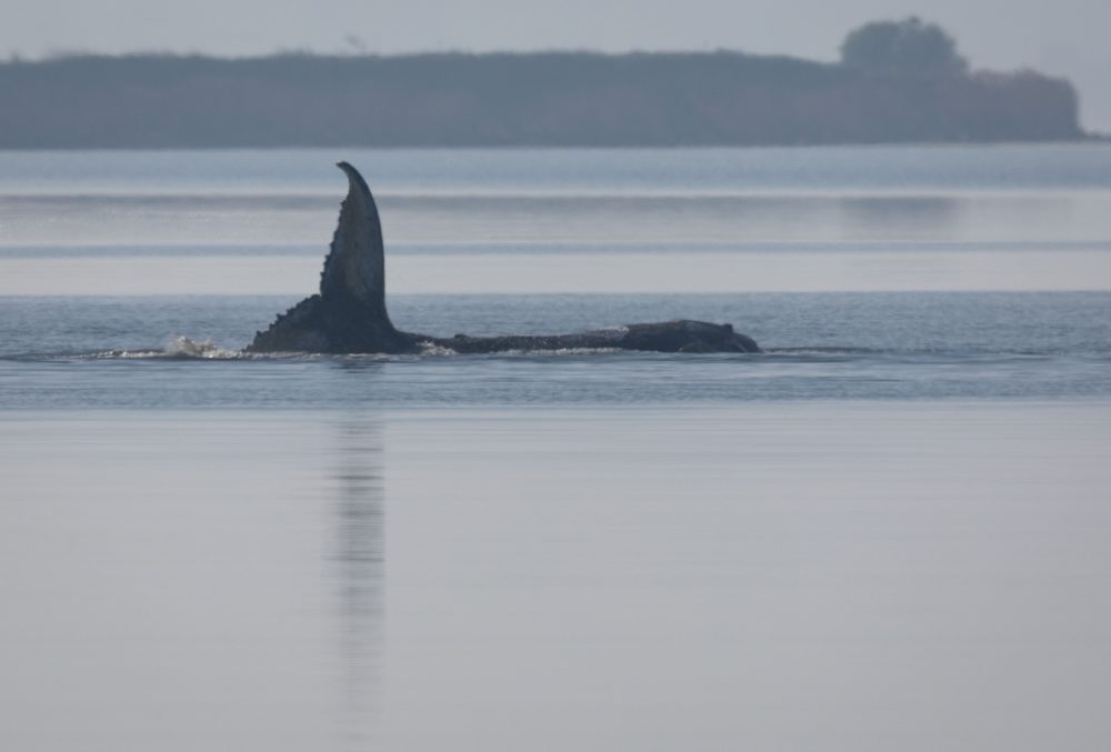 Ailing Humpback Whale ‘Timmy’ Faces Death in Baltic Sea Despite Rescue Efforts