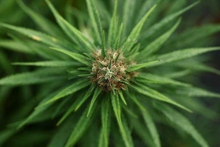 Weight Loss Drug Surge Forces Cannabis Shops to Adjust Product Lines