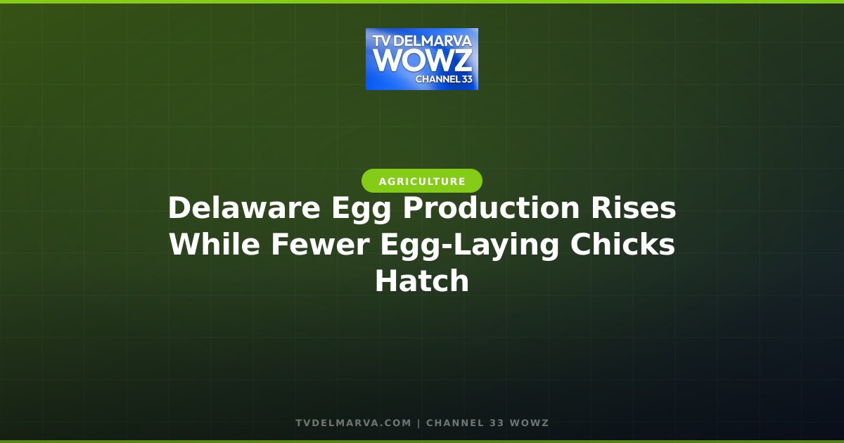 Delaware Egg Production Rises While Fewer Egg-Laying Chicks Hatch