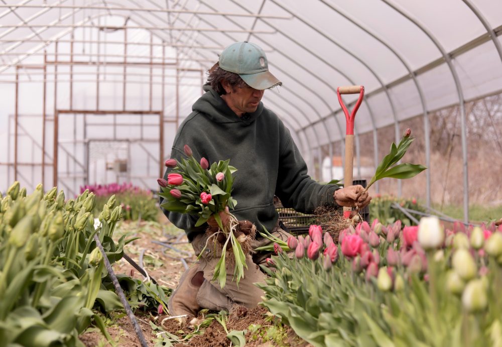 Wild Weather Swings Create Headaches for Northeast Farmers