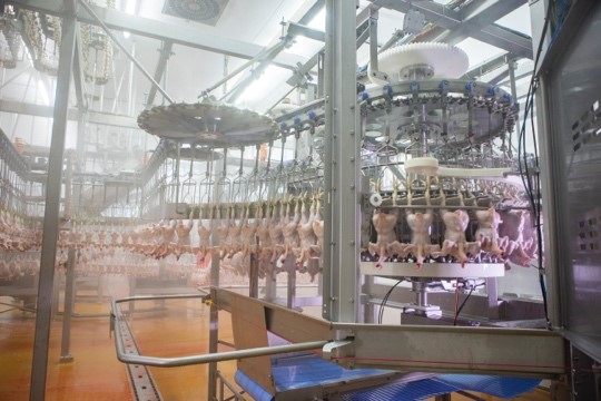 Chicken Industry Backs Federal Plan to Speed Up Processing Lines