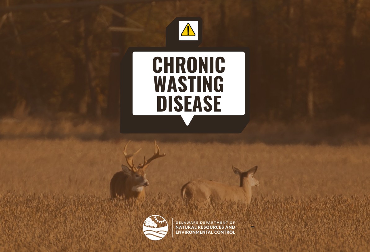 First Chronic Wasting Disease Case Found in Sussex County Deer