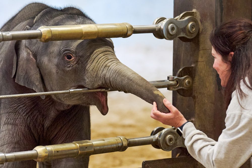 Baby Elephant Makes First Public Appearance at Smithsonian’s National Zoo