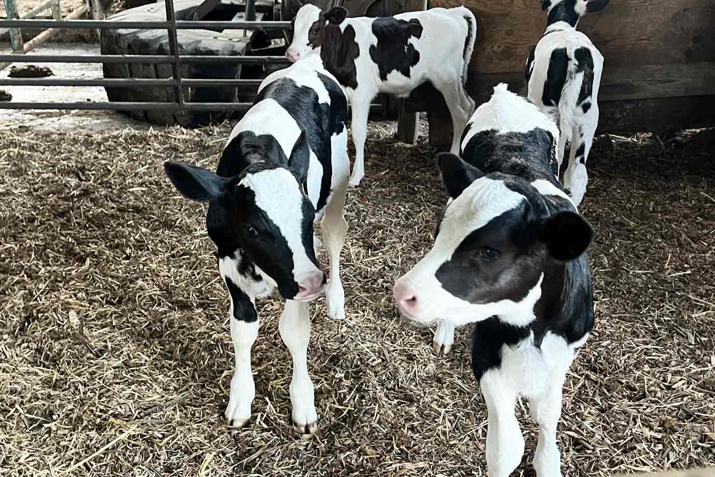Virginia Students Connect with Dairy Calves Through Virtual Farm Program