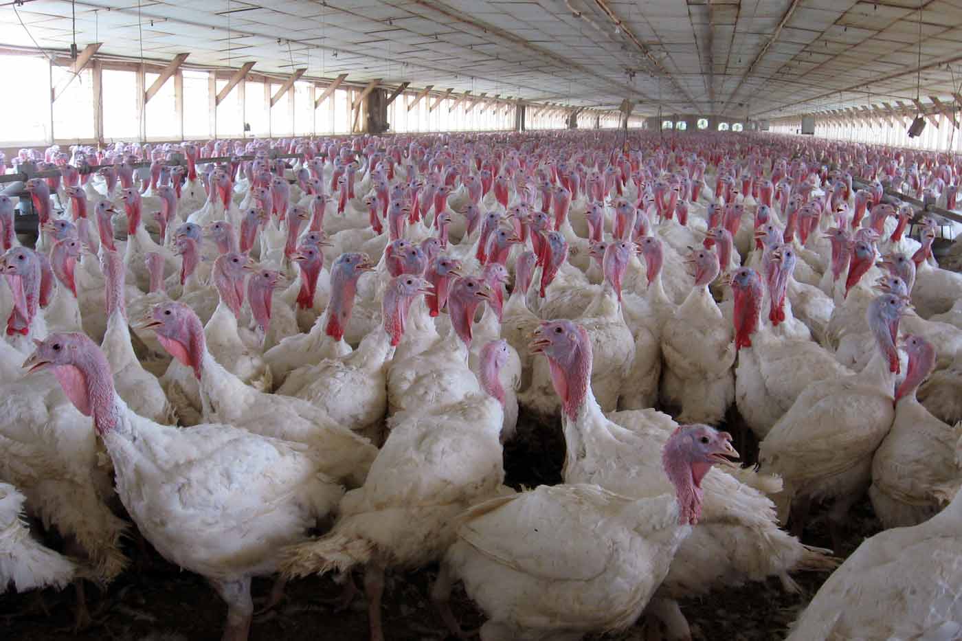 Virginia Poultry Co-op Announces $113.9M Expansion Creating 146 Jobs