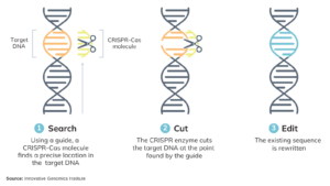 Revolutionary Gene Editing Technology Transforms Modern Soybean Farming