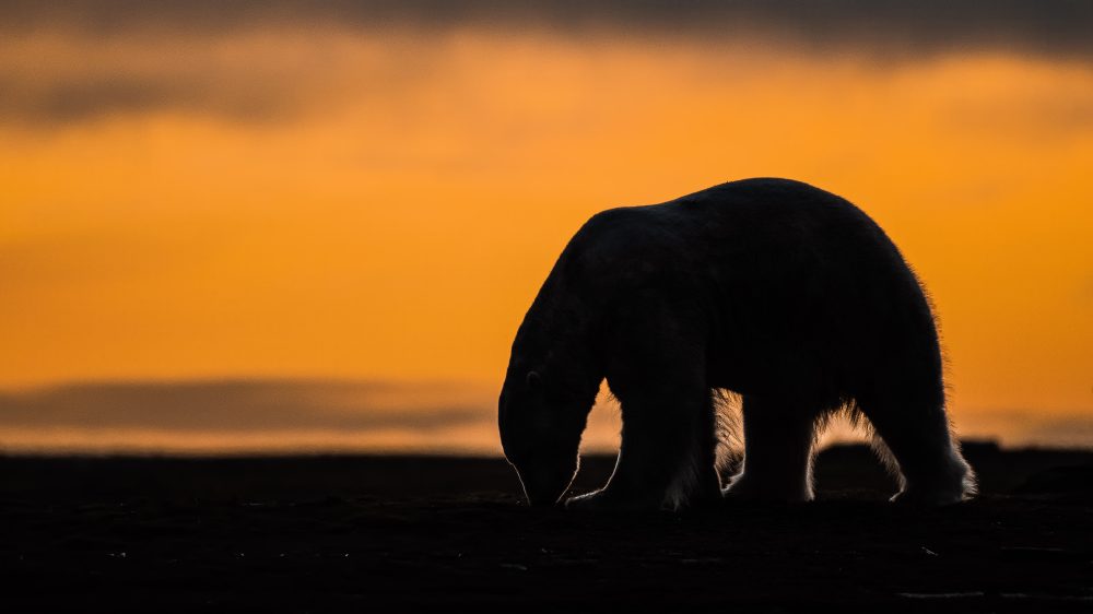 Remote Alaska Village Works to Bring Back Polar Bear Tourism After Pandemic Halt