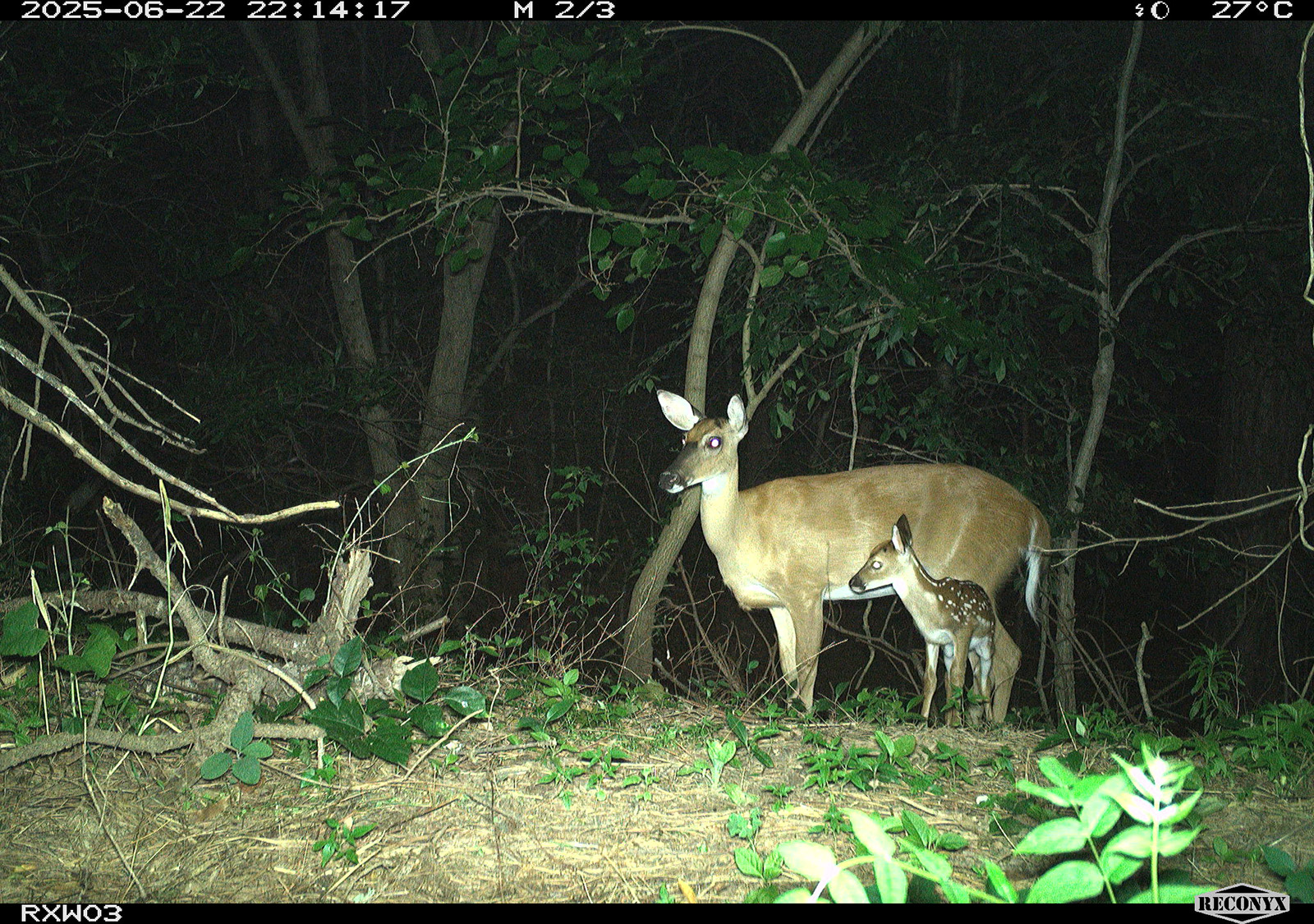 Virginia Wildlife Officials Capture Surprising Animal Diversity Near Office Building