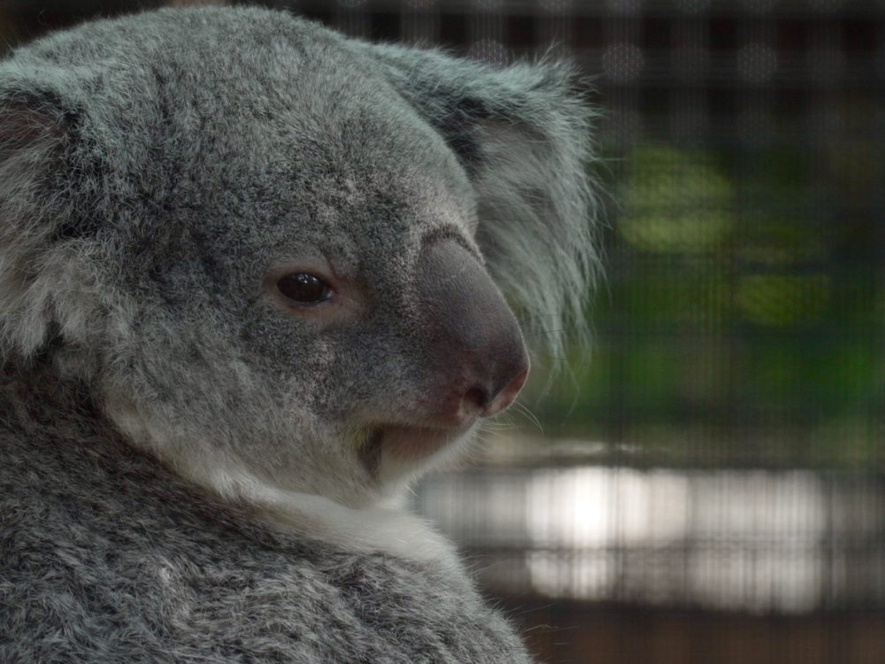 Florida Zoo Welcomes First Baby Koala, Opens New Habitat to Public