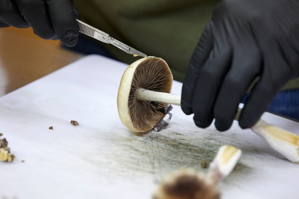 FDA Fast-Tracks Three Psychedelic Drugs for Mental Health After Trump Order