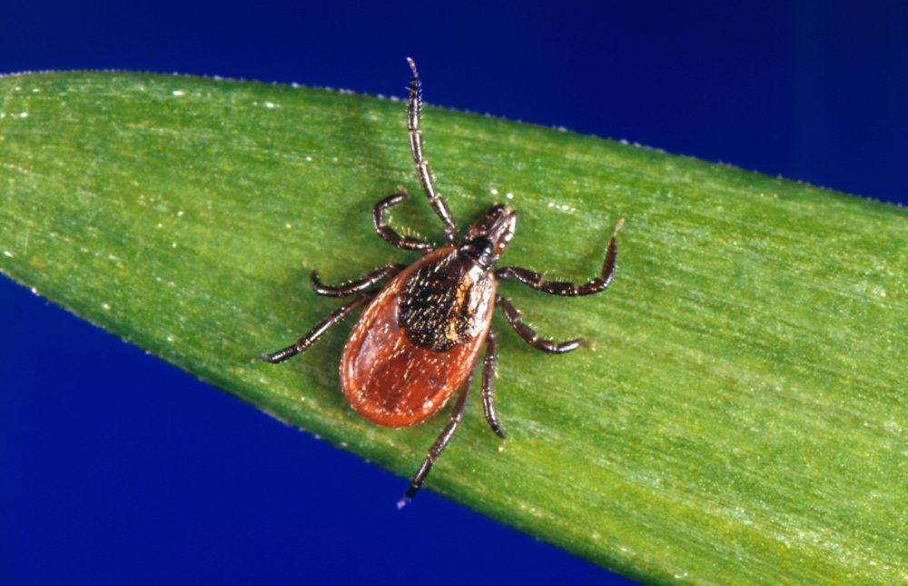 Medical Experts Sound Alarm as Tick Bites Surge Earlier Than Normal Nationwide