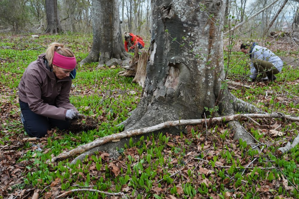 Newport Group Plants Trees to Bridge Gap Between Rich and Poor Neighborhoods