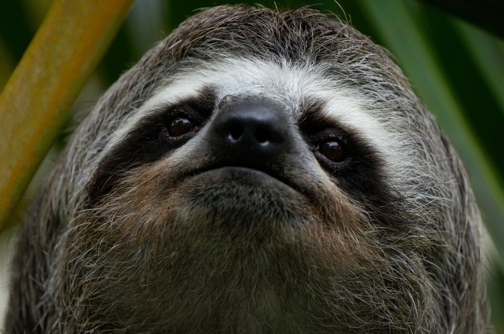 Nearly 30 Sloths Die at Florida Import Facility Due to Cold and Disease