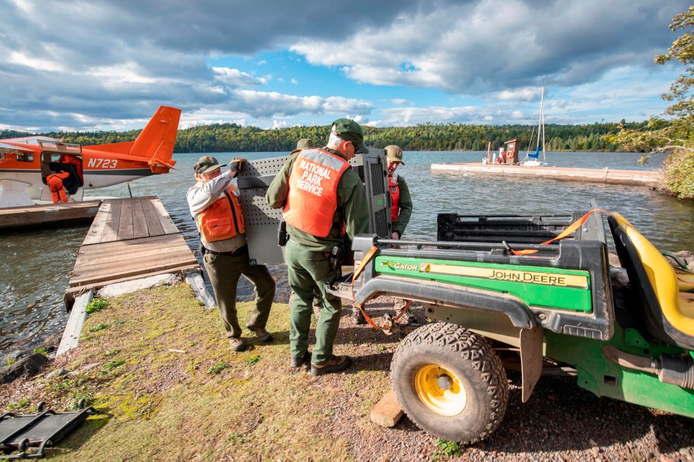 Wolf Population Booms on Lake Superior Island, But Moose Numbers Plummet