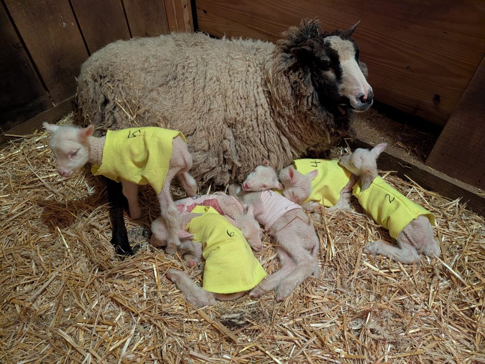 Vermont Farm Gets Surprise: Sheep Delivers Six Lambs Instead of Expected Twins
