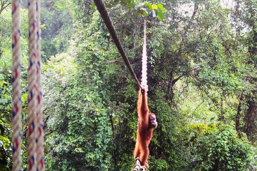 Indonesian Orangutan Makes History Using Man-Made Bridge to Cross Busy Road