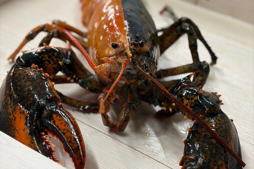 Cape Cod Fishermen Discover Extraordinary Split-Colored Lobster