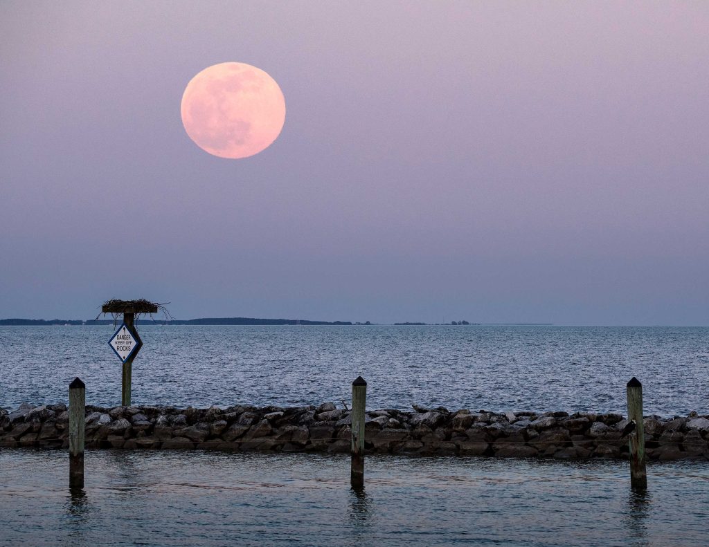 Maryland’s Spring Moon Traditions Connect Wildlife, Native Plants