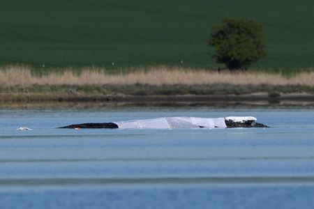 Rescue Mission Underway for Stranded Humpback Whale Named Timmy in Germany