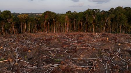 Global Tropical Forest Destruction Drops 36% After Record High Year