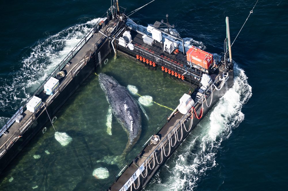 German Rescue Teams Transport Stranded Humpback Whale on Massive Barge