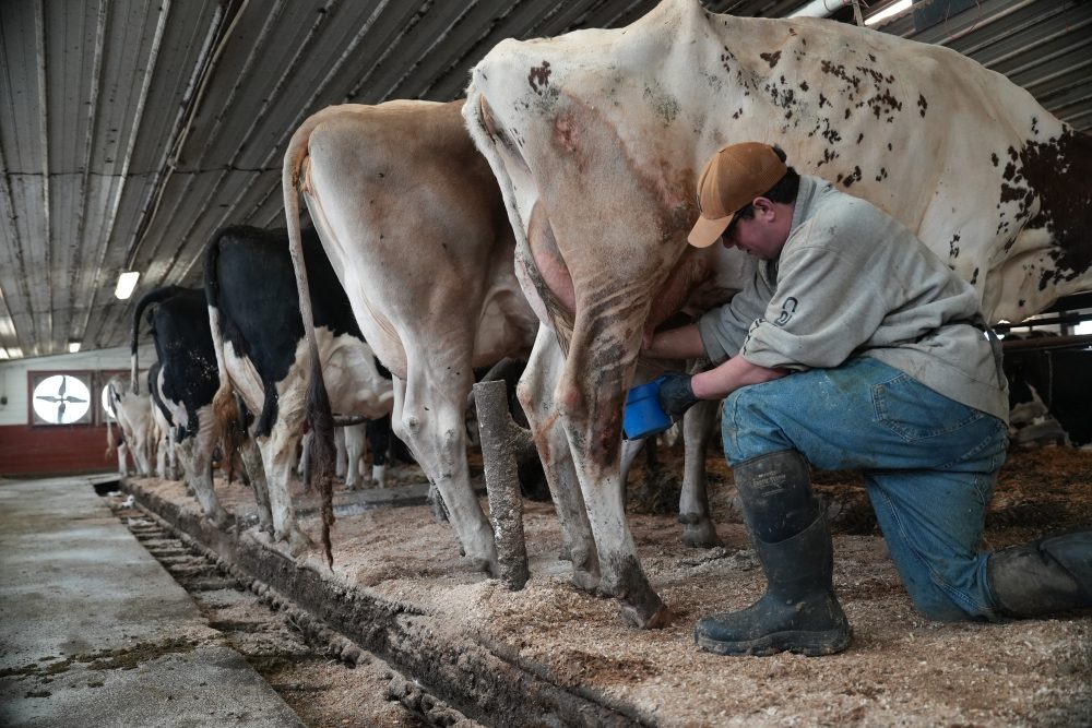 Raw Milk Advocates Push for Expanded Access Despite Health Warnings