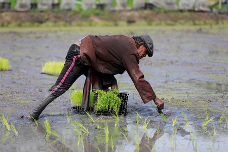 Global Rice Shortage Looms as Iran Conflict and Weather Patterns Disrupt Supply