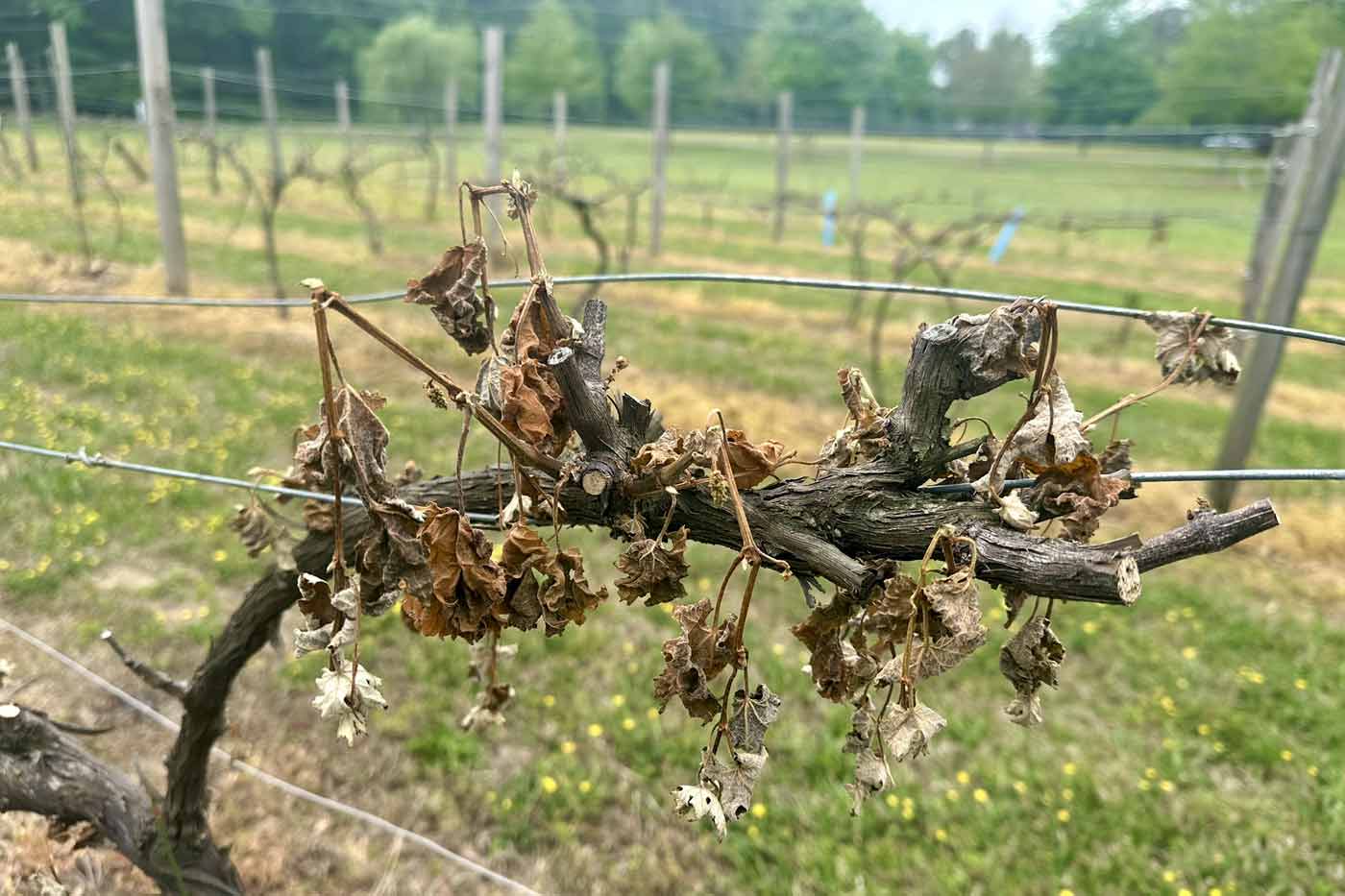 Virginia Fruit Farmers Face Devastating Losses After Spring Freeze Events