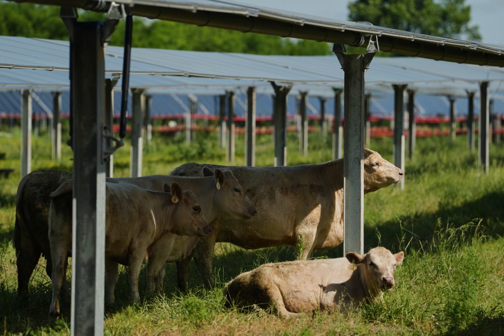 Tennessee Solar Farm Tests Cattle Grazing Under Panels for Clean Energy Future