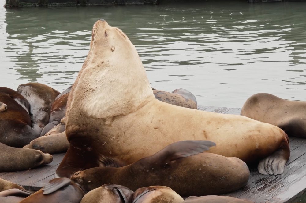 Massive Sea Lion ‘Chonkers’ Becomes Tourist Sensation at San Francisco Pier