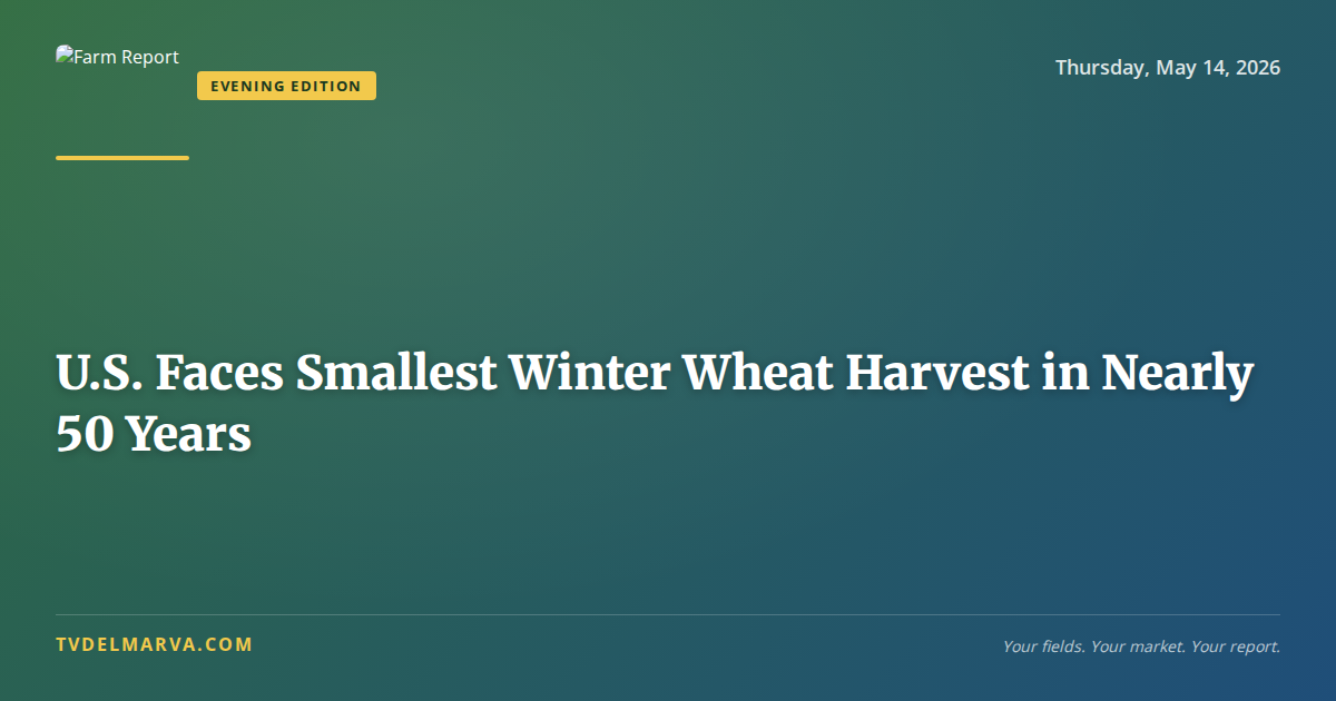 U.S. Faces Smallest Winter Wheat Harvest in Nearly 50 Years