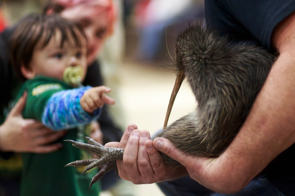Wellington Residents Bring Endangered Kiwi Birds Back After 100+ Year Absence