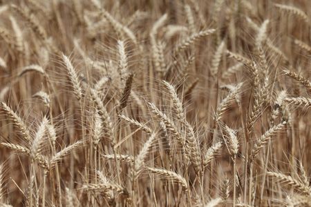 Mouse Plague Threatens Australia’s Food Production, Government Takes Action