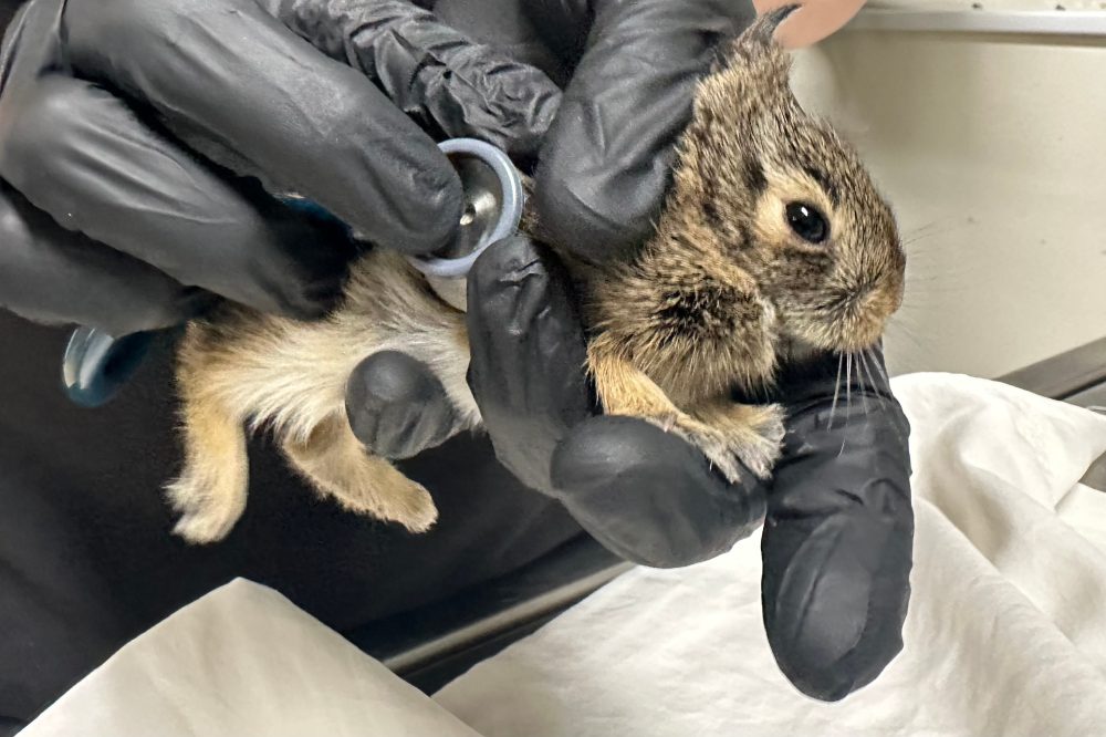 Wildlife Experts Share Tips for Coexisting with Animals Nesting Near Your Home