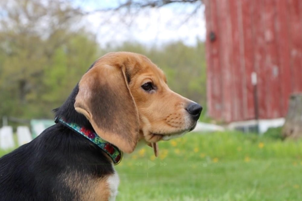 1,500 Research Beagles Find Freedom After Wisconsin Facility Closure