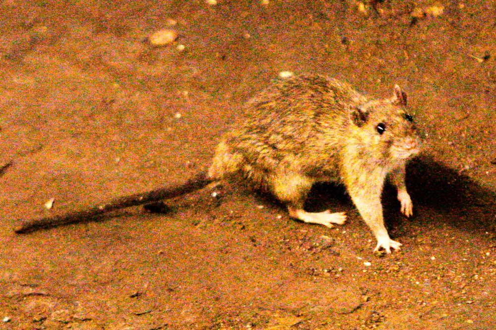 Deadly Hantavirus Outbreak on Cruise Ship Highlights Rodent-Borne Disease Risks
